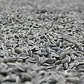 Tate Modern Buys 8 Million Works by Ai Weiwei