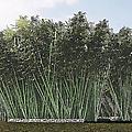 Bamboo Cathedral